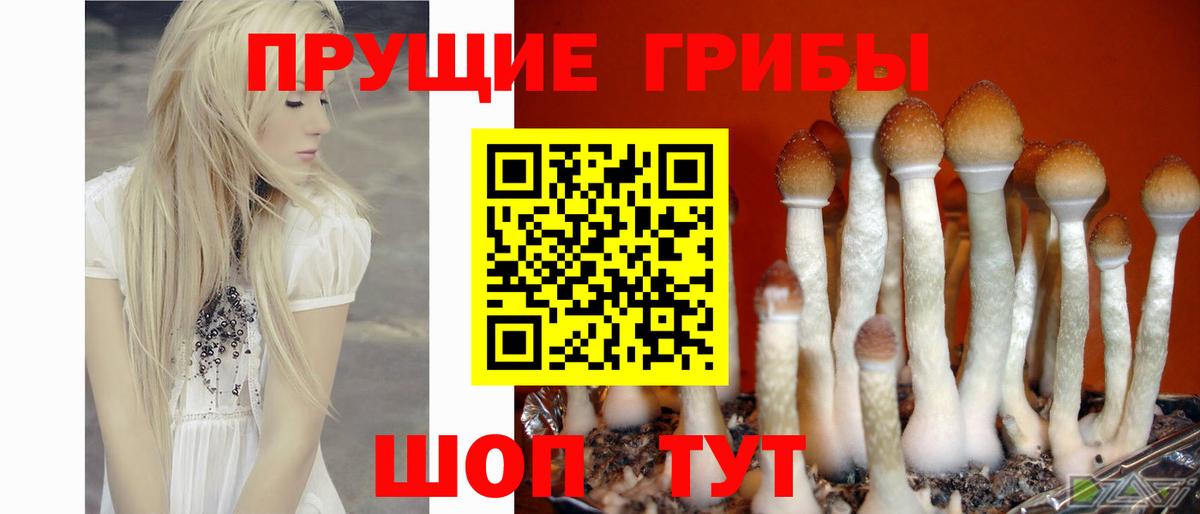 Псилоцибиновые грибы GOLDEN TEACHER  Вход с VPN  Котельники  Псилоцибиновые грибы GOLDEN TEACHER 